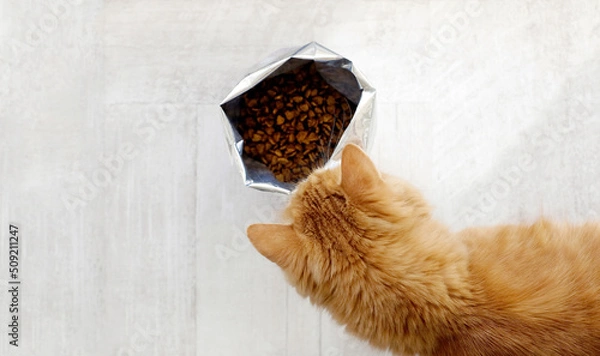 Fototapeta Ginger cat and cat food in big pack indoors, copy space
