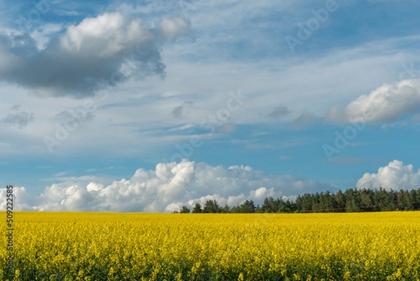 Fototapeta A beautiful flowering rapeseed field against the background of clouds. Thunderclouds in anticipation of rain hang over a blooming meadow with flowers and agricultural crops.