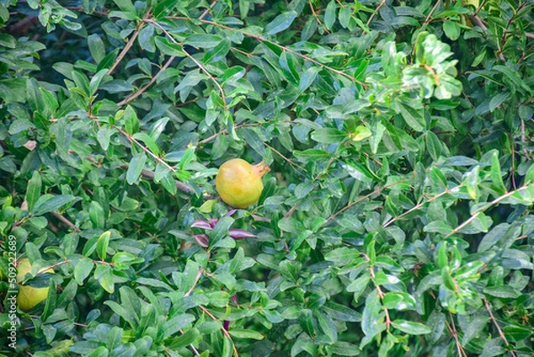 Obraz unripe pomegranate fruit standing on branch