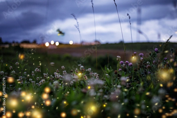 Obraz Summer Synchronous Lightning Bugs