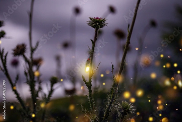 Obraz Synchronous Lighting Bugs