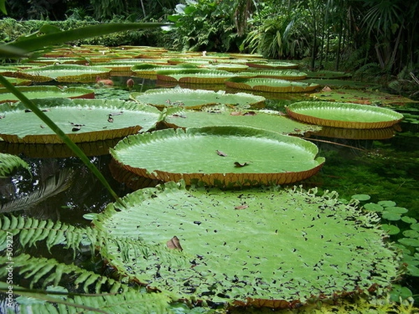 Obraz victoria regia (1)