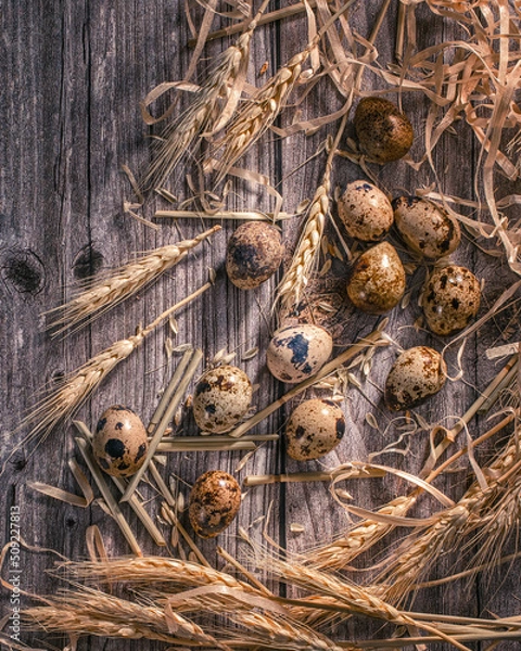 Obraz Fresh quail eggs on a  wooden background.Concept of preparation for cooking.