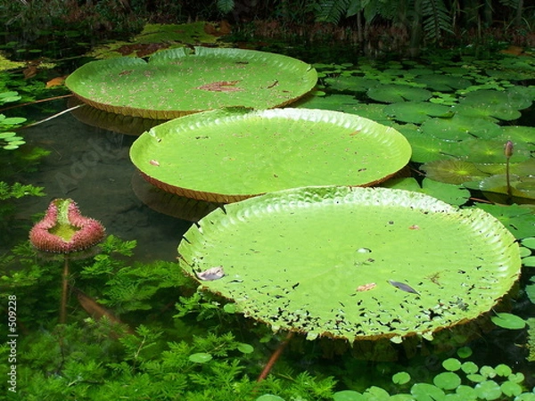 Obraz victoria regia
