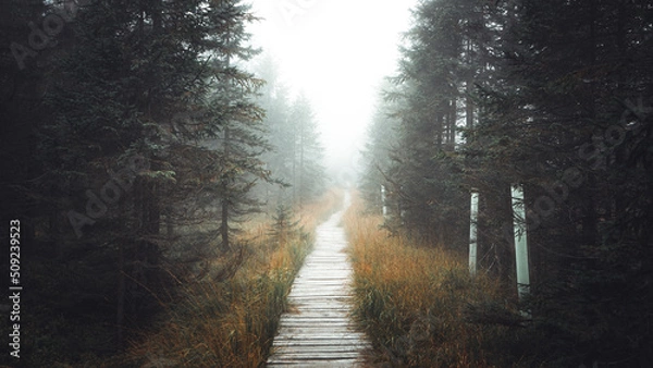 Fototapeta Winding forest wooden path walkway through wetlands, Czech republic, Jizerske hory