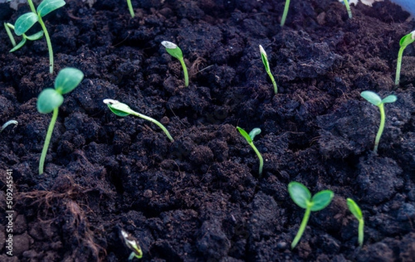 Fototapeta sprout
