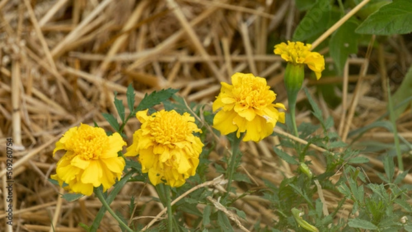 Fototapeta Yellow marigold flowers, in the vegetable garden, in June, companion plant, close-up