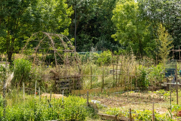 Fototapeta Vegetable garden at the beginning of June, wooden arches and varied vegetation, some plants maturing others abounding