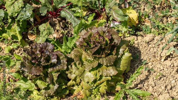 Fototapeta Salads and other plantings, in the vegetable garden, early June