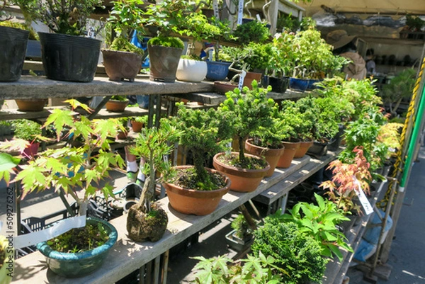 Obraz 市場に並んだ日本の盆栽、鉢植えの植物