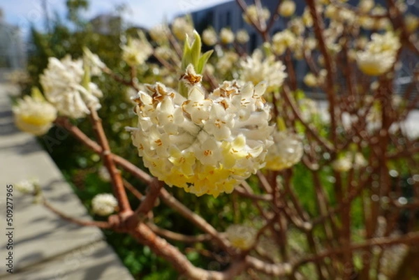 Fototapeta Edgeworthia chrysantha, or paper bush as many call it, originates from southwest China, Japan, and Nepal.