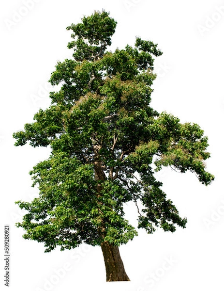 Fototapeta Isolated tree on a completely isolated white background. Beautiful tree, suitable for use in architectural design or decoration. Applies to natural articles both in print and on the web.