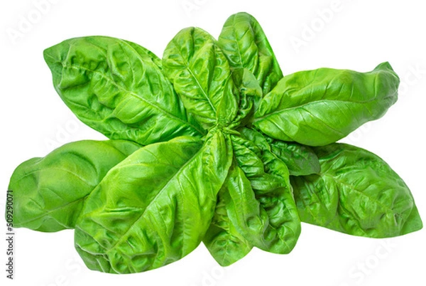 Fototapeta Basil leaf isolated on white background. Basil leaves  for pesto sauce..