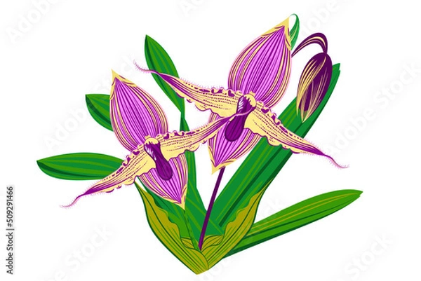Fototapeta "Vector, graphic, illustration of vintage floral pattern. Line art of a bunch of orchid flower with blooming flowers, buds and leaves.