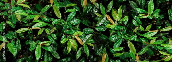 Fototapeta Fresh green leaves background, Overlay fresh leaf pattern, Natural foliage textured and background