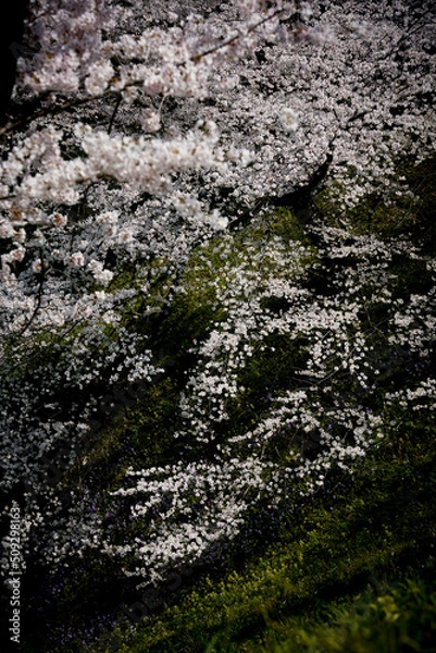 Fototapeta 桜　凛とした風景　妖艶　美しさ　静寂　暖かさ　光　春　和風　オリエンタル　瞑想　精神　瞑想