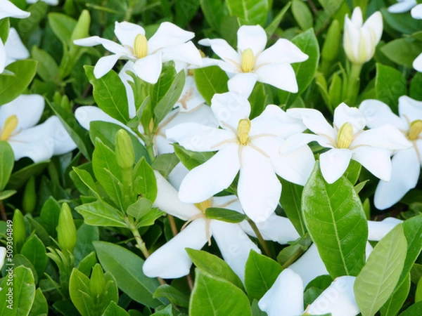 Obraz たくさん咲いているクチナシの花