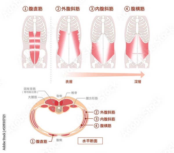 Fototapeta 腹筋群の位置構造と重なり図説イラスト　正面と断面図