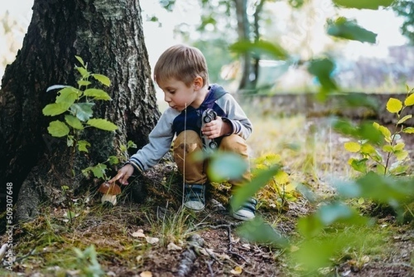 Fototapeta happy little boy found an edible boletus mushroom under the tree
