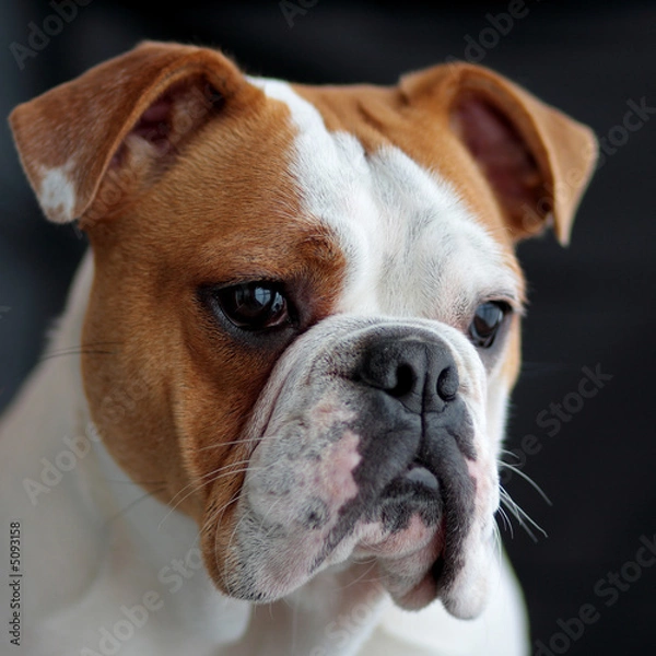 Obraz Bulldog Portrait