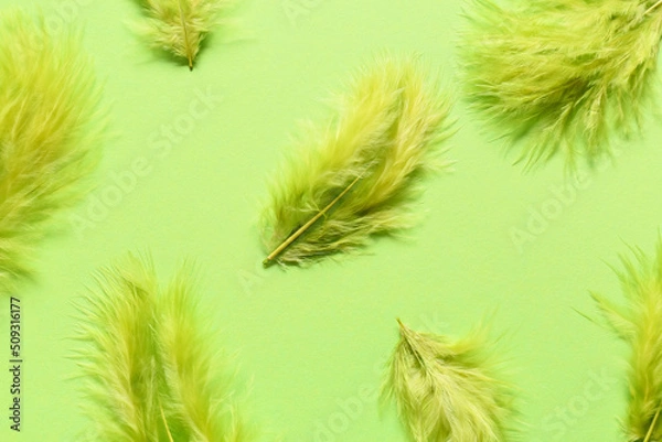 Fototapeta Beautiful green feathers on color background
