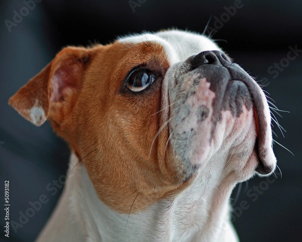 Obraz Preying Bulldog