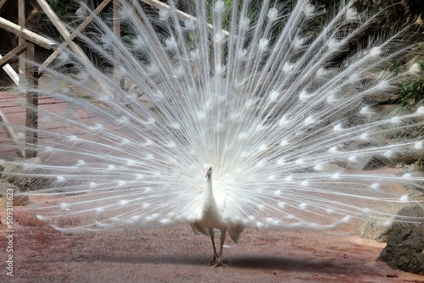 Obraz weisser Pfau