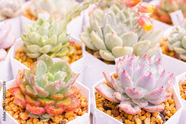 Obraz 水に濡れる多肉植物