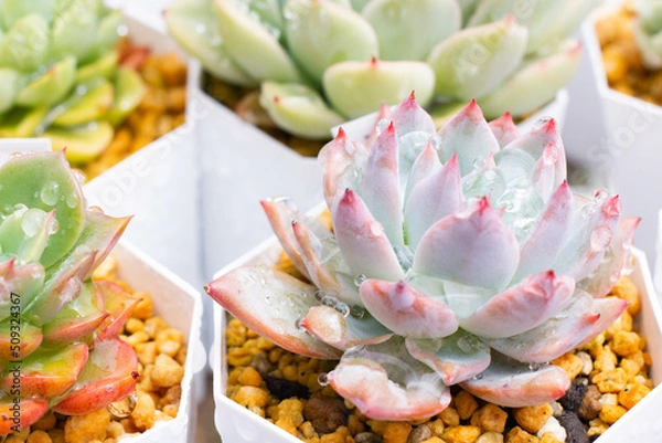 Obraz 水に濡れる多肉植物