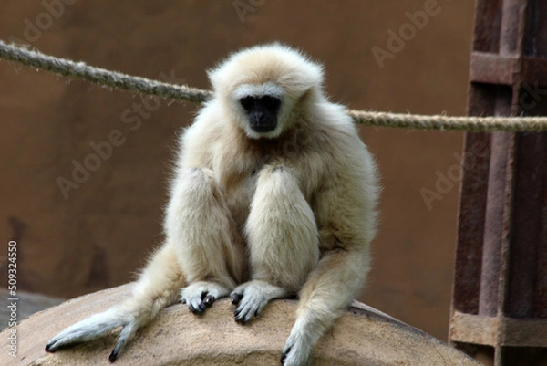 Fototapeta Weisshandgibbon