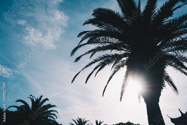 Obraz 南国のヤシの木