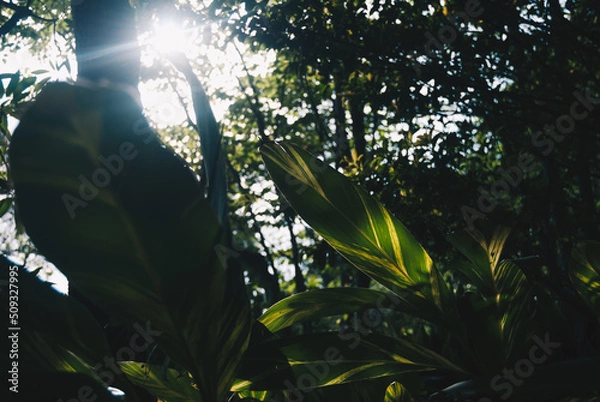 Fototapeta 光に照らされた大きい葉っぱ