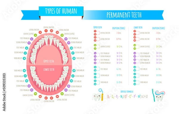 Fototapeta Human dental numbering system infographic. All objects are conveniently grouped and are easily editable.