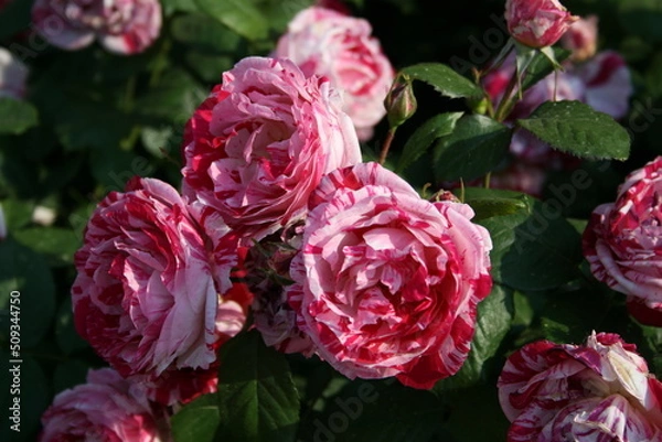 Fototapeta 부산 화명동 장미공원에서 찍은 사진입니다. 장미의 아름다운 모습을 담고자 했습니다.