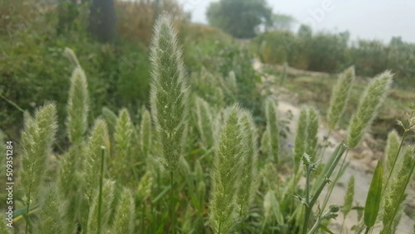 Fototapeta grass in the wind