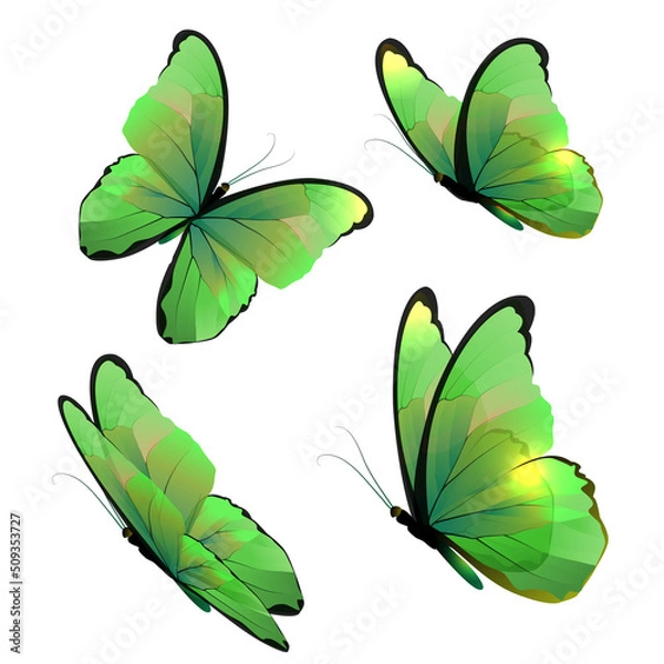 Fototapeta Green butterflies on a white background. Vector butterflies, butterfly set