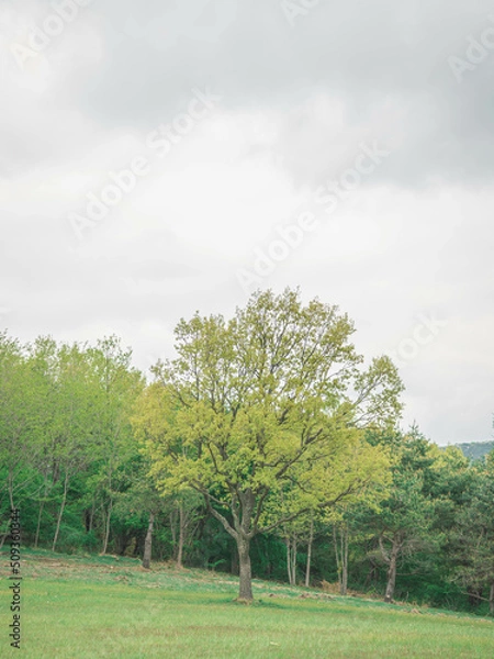 Obraz lonely tree in the field (들판의 외톨이 나무)