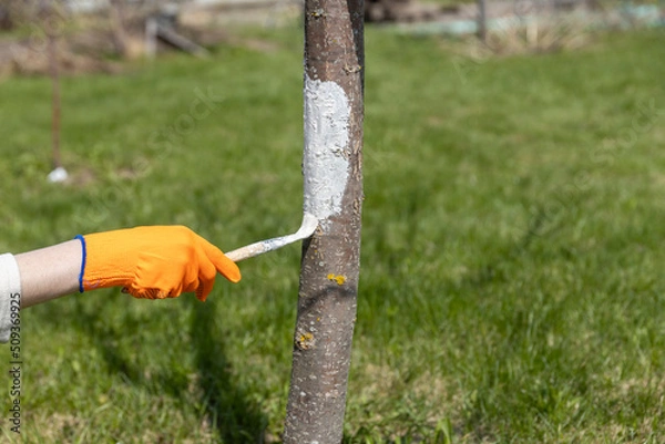 Obraz Applying whitewash to a tree in the garden. A gardener paints a tree trunk with a brush. Garden work. Apple tree trunk, protection against pests and diseases, chalk whitewashing.