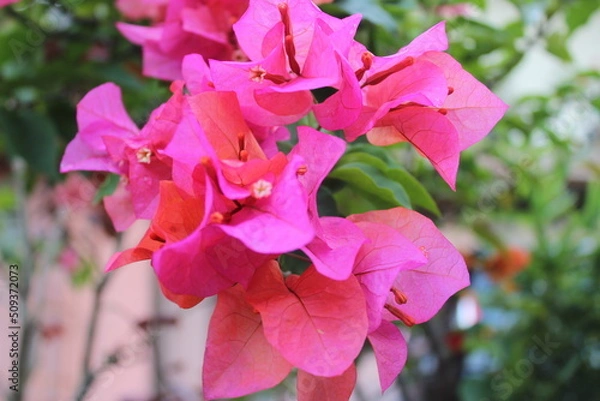 Obraz pink rose bush