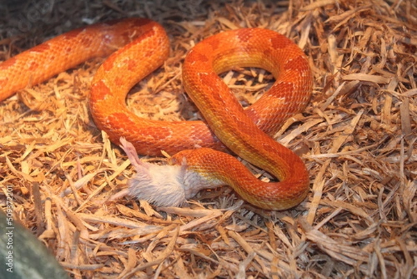 Obraz lizard on the ground