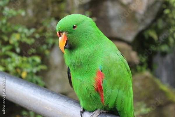Obraz green winged macaw