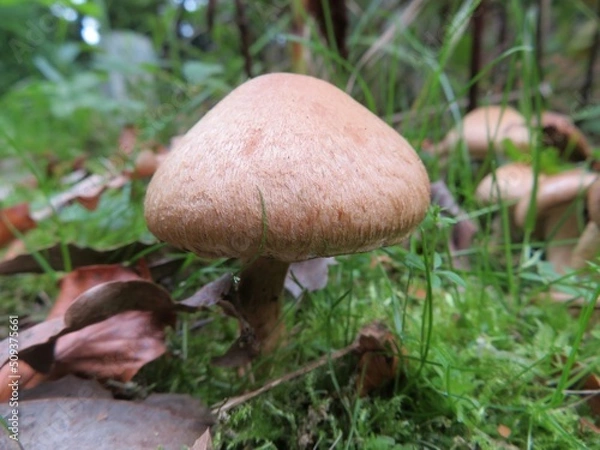 Fototapeta single mushroom in the forest