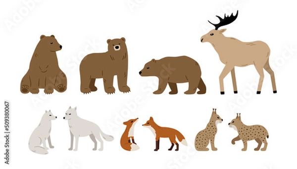 Fototapeta Hand drawn forest animals collection: bear, moose, wolf, fox and lynx. Vector woodland set with cute characters. Wildlife concept. Vector illustration in Scandinavian style for childish design