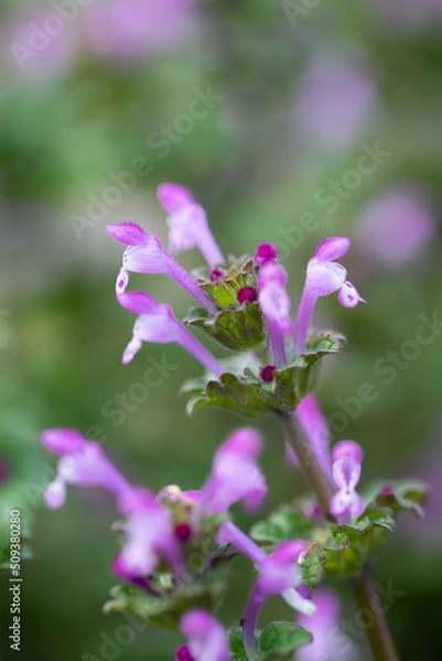 Fototapeta ホトケノザ