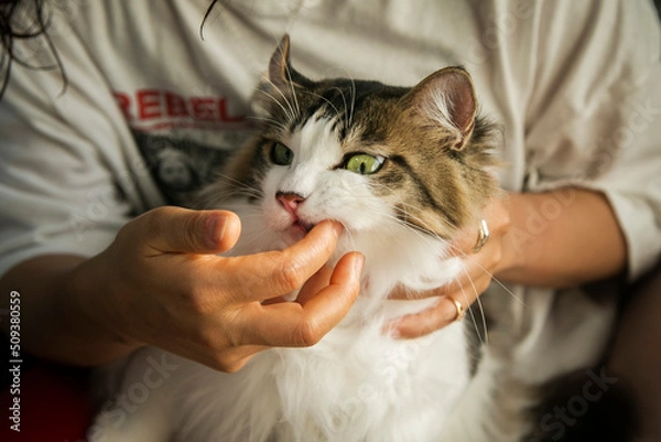 Obraz 猫　歯磨き　歯磨きジェル