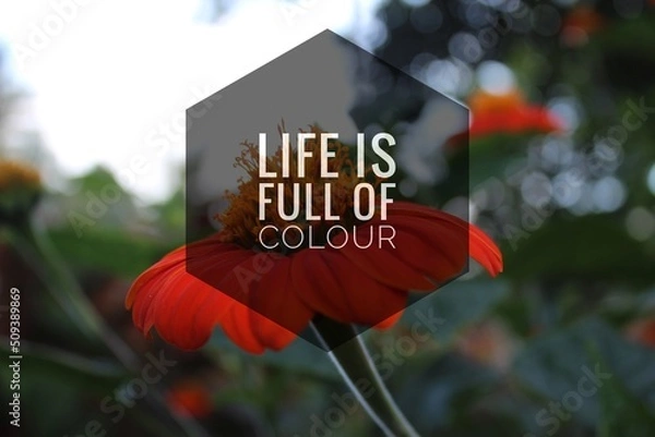 Obraz red poppy flower