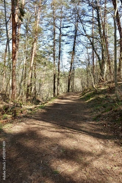 Fototapeta 山の小径