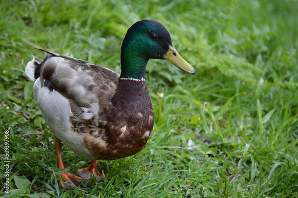 Fototapeta Closeup of a duck in the grass