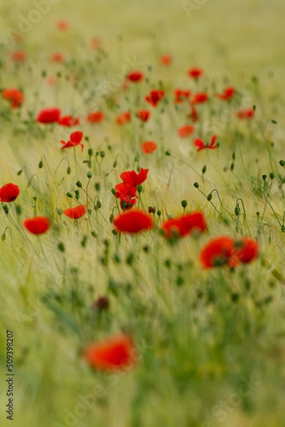 Obraz ein mohnfeld