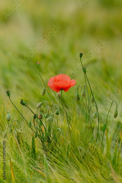Obraz eine mohnblühte